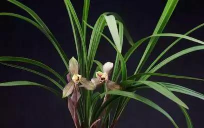 五种最具欣赏价值的兰花,欣赏史上最全的兰花