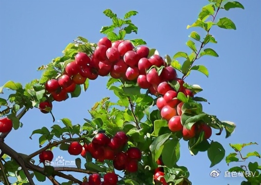 盘点十大新疆的特产,新疆有哪些受欢迎的水果