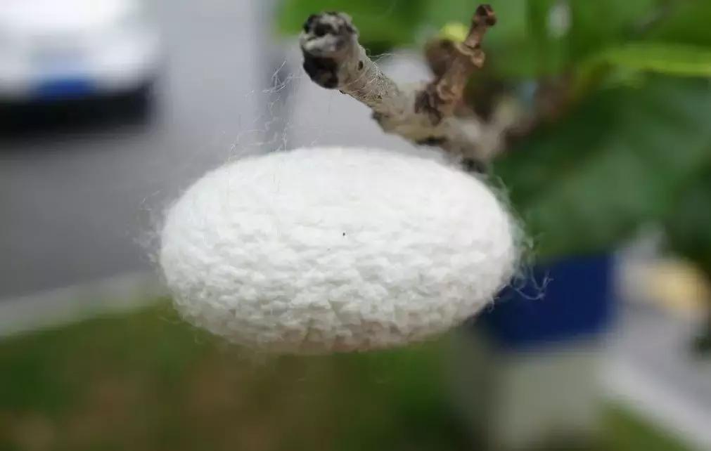 我的养蚕日记蚕的一生,我的养蚕记录感言