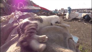 大家都在争抢猫爪杯？吸猫的最高境界，带着摄影机“猫步走天下”