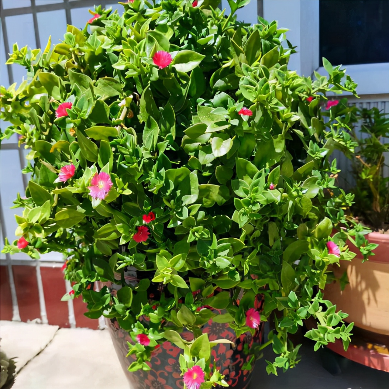 养花人养的花都有哪些,什么花养人又健康又好养