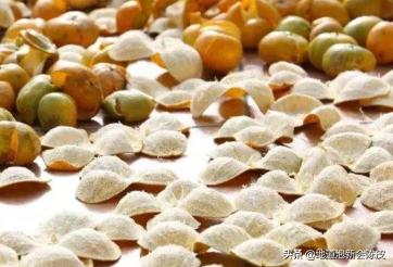 从新会买回当年的陈皮如何保存,新晒的新会陈皮怎样保管才会陈化