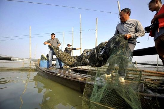 1亩池塘，投资1万元养鳜鱼，一年就能赚8万，农民：不用打工了