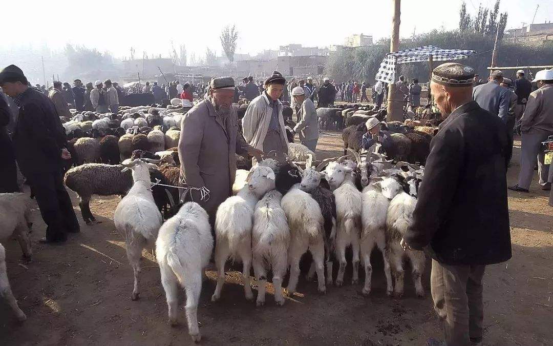 卖羊技巧大全,卖羊方法