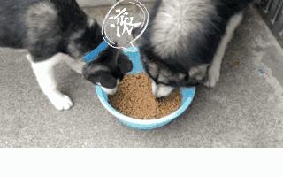 搞笑动图gif微信表情包2019,搞笑动图gif图片合集