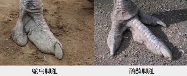 澳洲鸵鸟和非洲鸵鸟什么区别呢,非洲鸵鸟和澳洲鸵鸟有什么区别吗