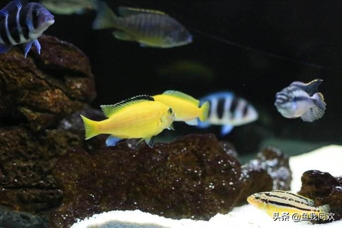 三湖慈鲷误区,三湖慈鲷底砂粪便怎么处理