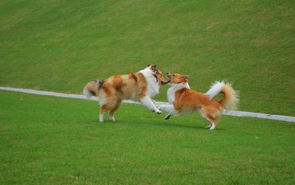 狗咬狗怎么办视频,狗被其他狗咬了立马打狂犬有用吗