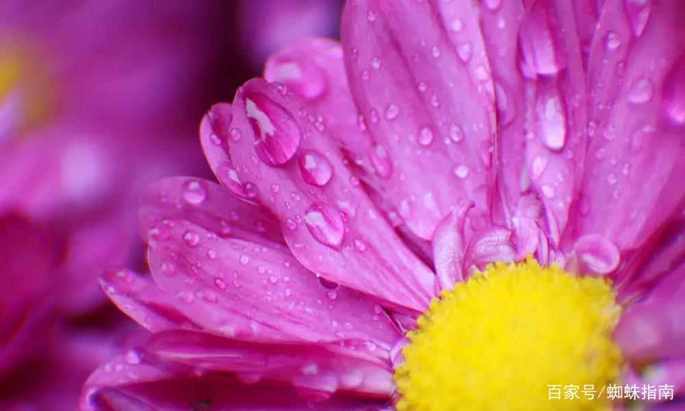 重阳节赏菊正当时，推荐国内这9个地方的赏菊好去处，沉浸式赏花