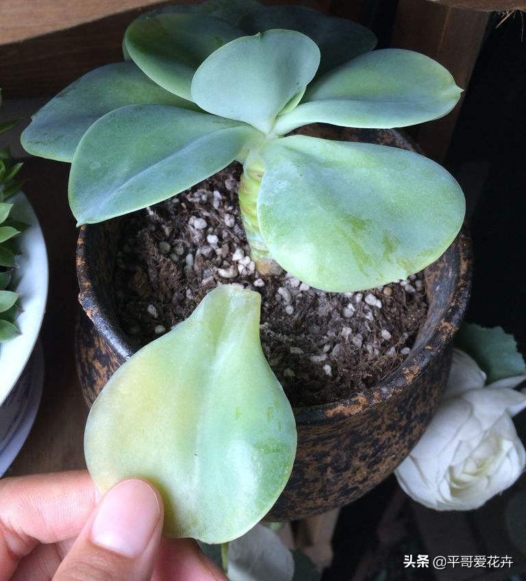 多肉经常掉叶怎么办,多肉老是掉叶子怎么办