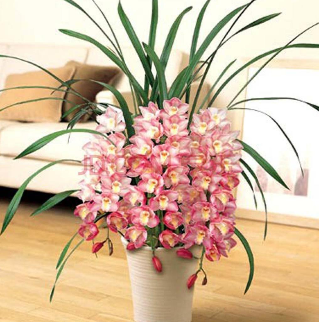 大蕙兰花开花后怎么养殖,蕙兰花年宵花怎么养好活