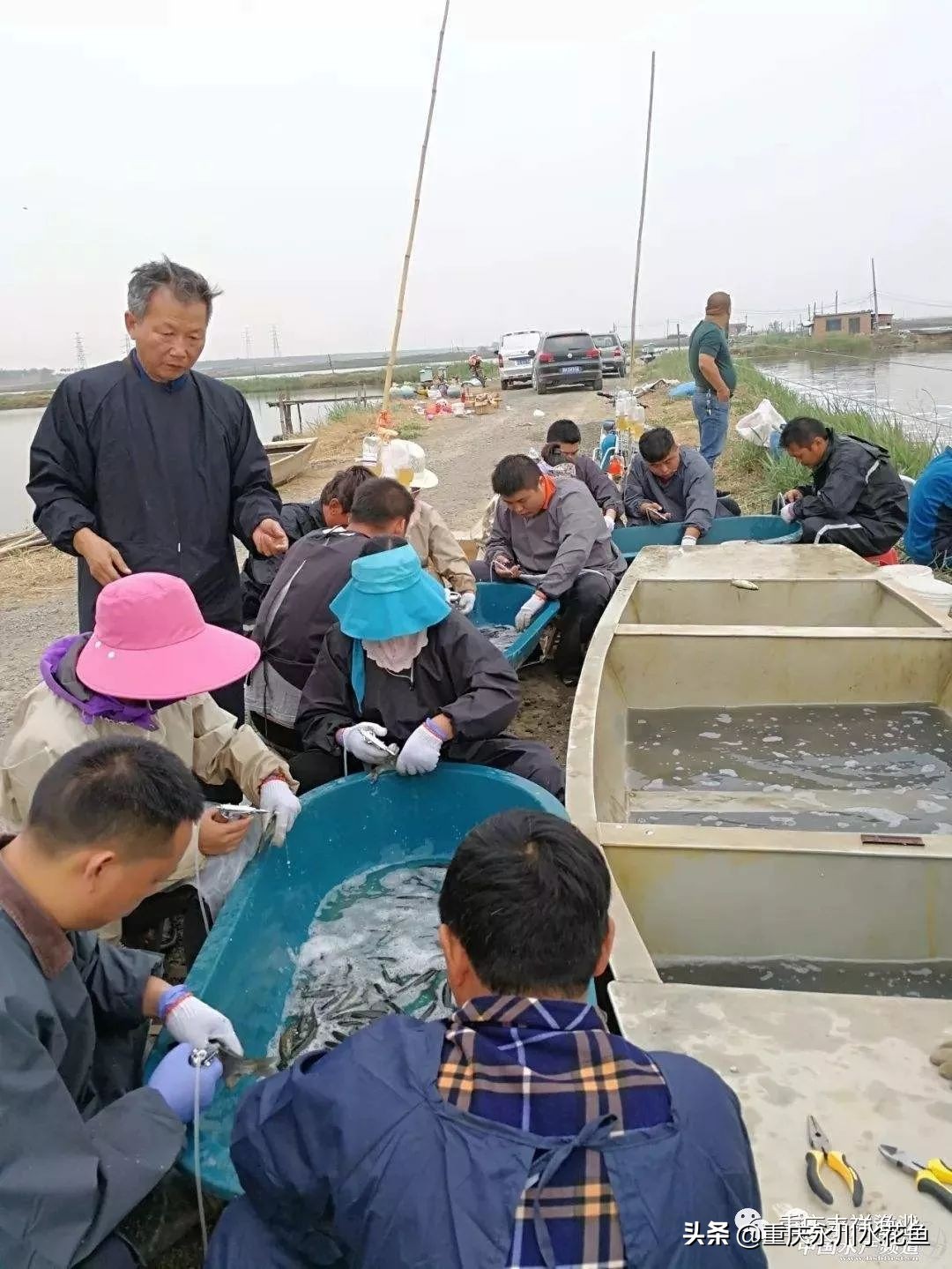 草鱼人工注射疫苗操作的十二要点