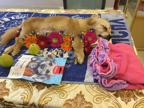 广州宠物死了怎么处理,厦门宠物狗死了怎么处理