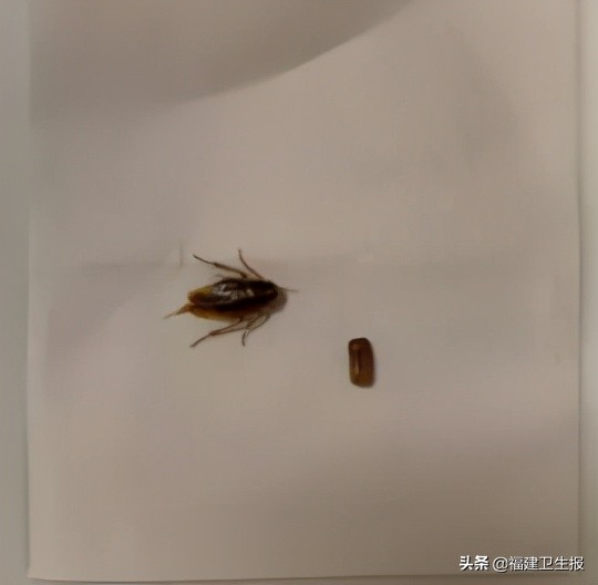 惊呆十余只蟑螂住进小伙耳朵,蟑螂钻耳朵里下崽