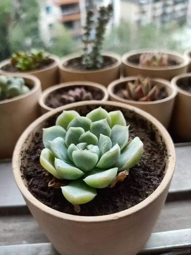适合学生党养的多肉,适合大学宿舍长期养的多肉