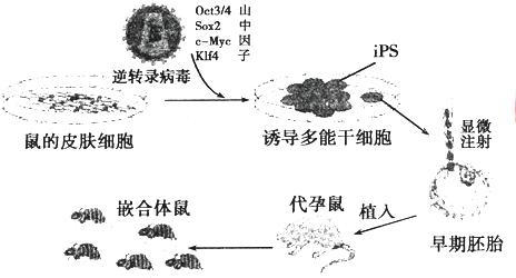 还想再活五百年？不，你的基因不想你活得那么久
