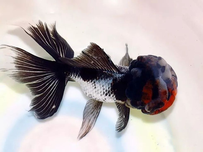 金鱼水霉病如何处理,金鱼水霉怎么治疗最好