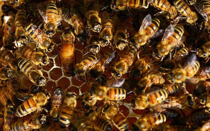 哈茨木霉菌防控蜜蜂病害,冬季蜜蜂怎么防病害的