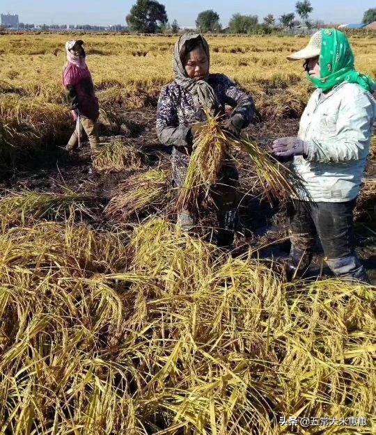 谈谈五常大米的优缺点,然后再决定要不要吃