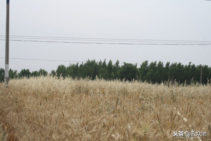 麦田野燕麦用什么药封闭好,小麦地里的野燕麦用什么方法根除