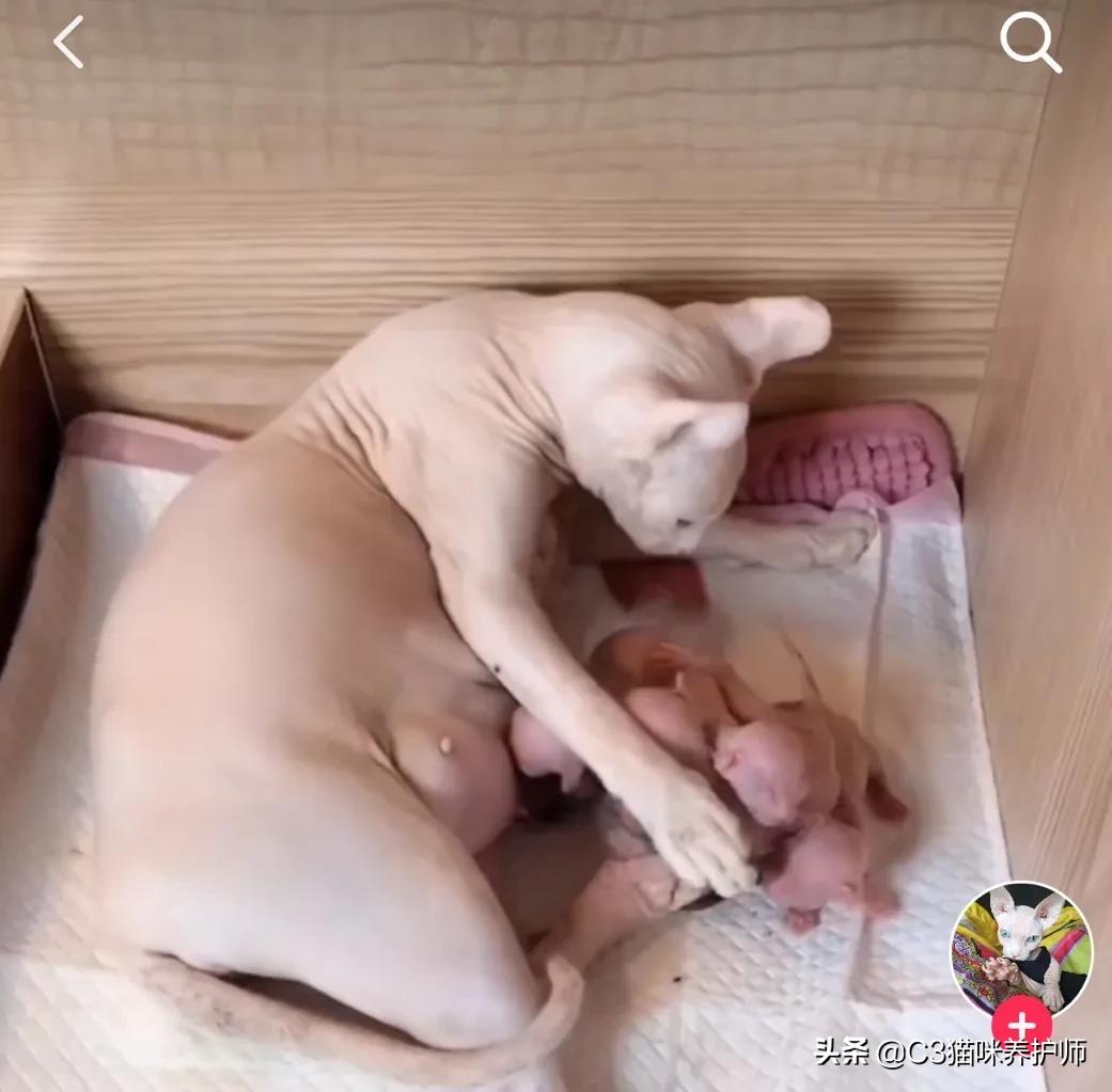 斯芬克斯无毛猫的冷知识,斯芬克斯猫是人工的吗