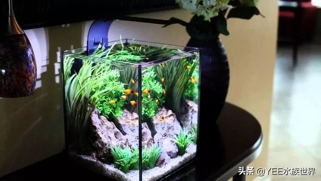 陶缸养鱼水浑怎么弄,石缸养鱼水很浑怎么办