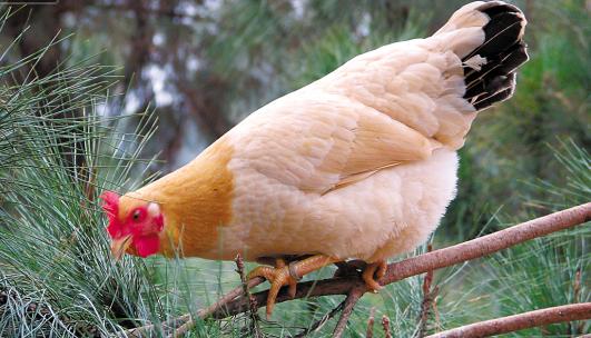 游四方全部视频,游四方四川