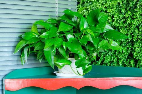 家里养绿萝小技巧,盆栽绿萝怎么长成树