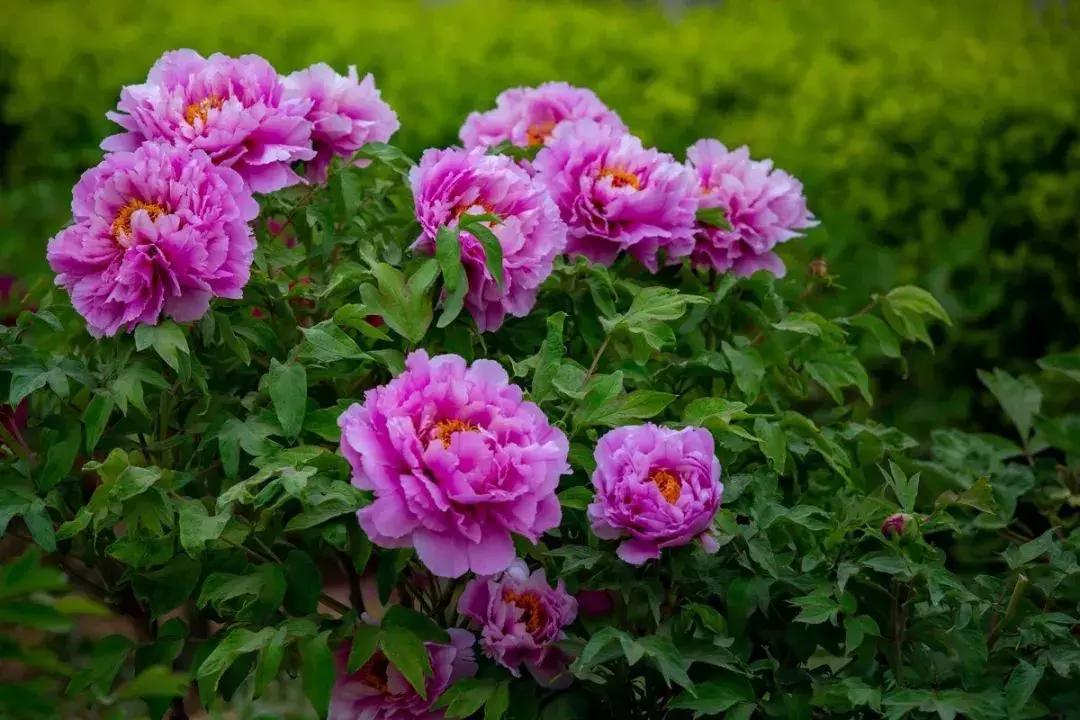 天津到菏泽看牡丹两日游,天津出发太行山旅游路线推荐