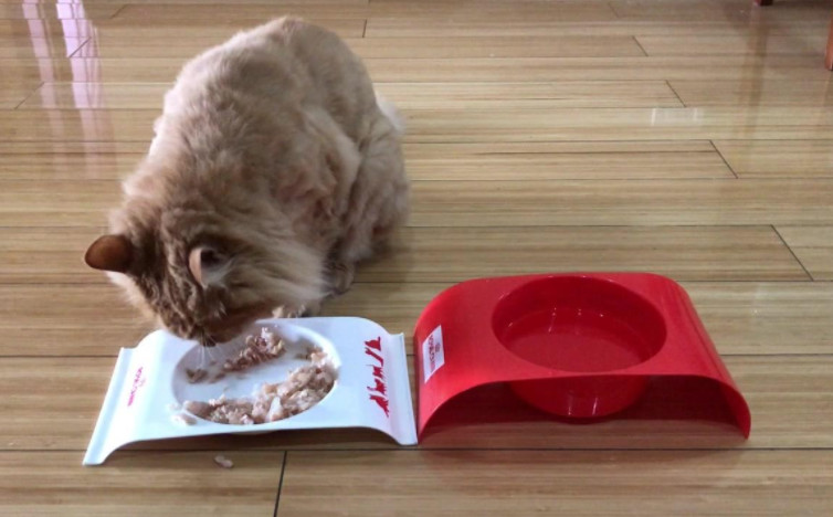 猫咪没病就挑食强行喂,猫咪该怎么喂食更健康