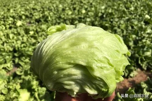 南销暂时谨慎发展，产区氛围小现活跃，西生香菜挤入上流