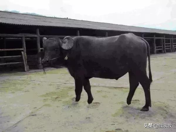 养牛不懂品种是不行的!牛品种大全!转了!