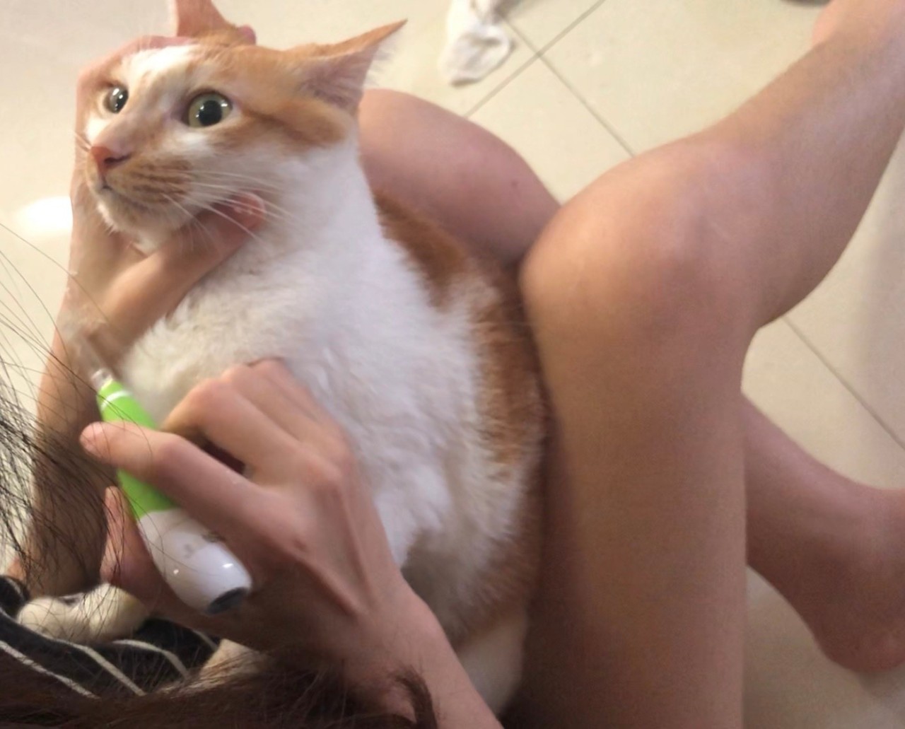 怎么给猫刷牙是正确的,给猫刷牙的正确方式