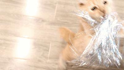 猫主子驾到,猫咪主子驾到