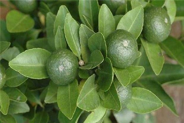 中药枳壳的功效与主治,枳实枳壳中药饮片