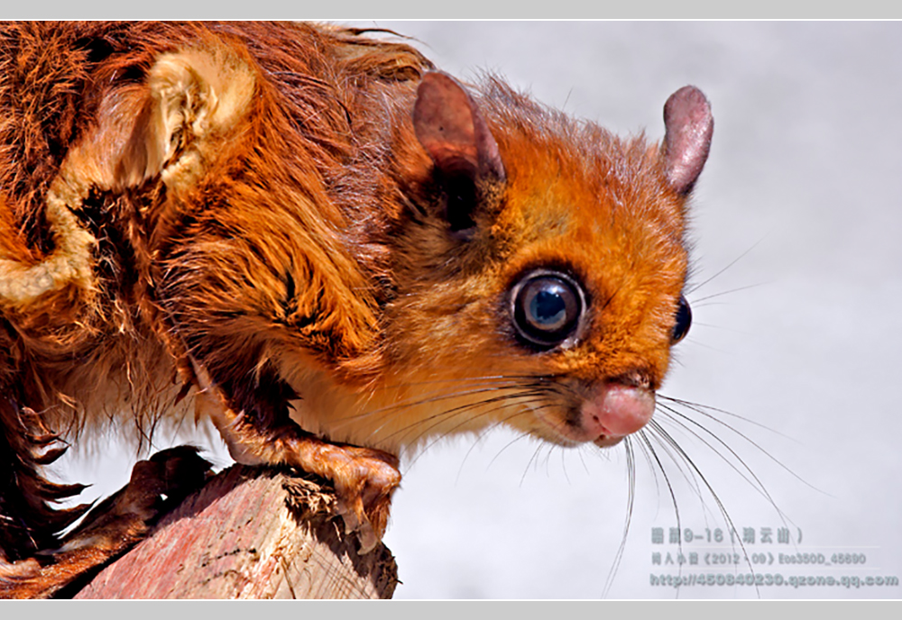 摄影飞行素材,飞鼠摄影作品欣赏