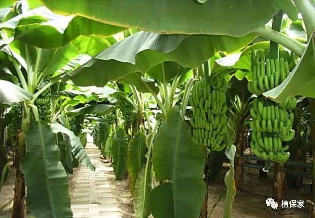 代森联和代森锰锌哪个好,代森联与代森锰锌作用一样吗