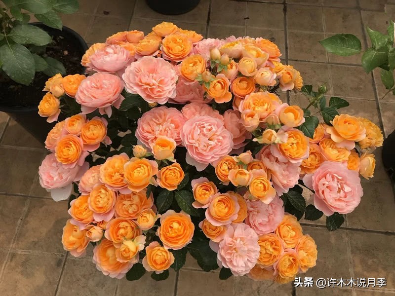 阳台最好养的月季品种推荐,四季开花最好养最好看的月季