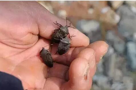 农村的虫子有毒,农村野外有什么虫子