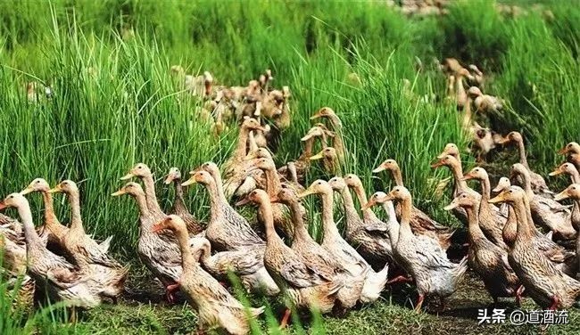 鸭中暑了怎么办,鸭中暑后怎么快速救活