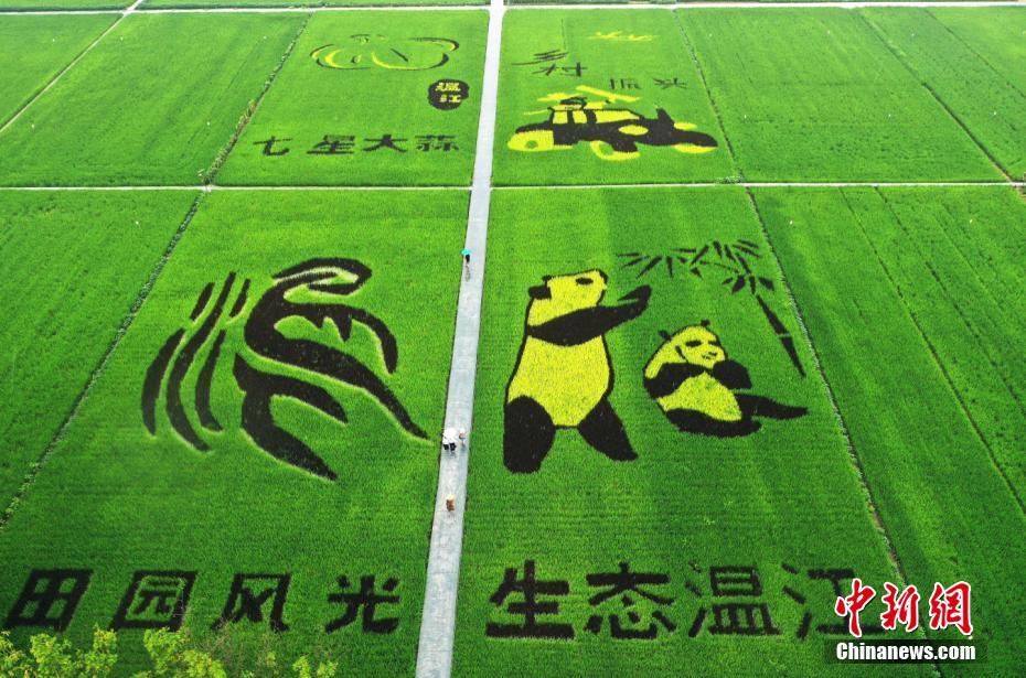 「听堂早点报」被成都的夏天圈粉！成都迎11年来最冷小暑