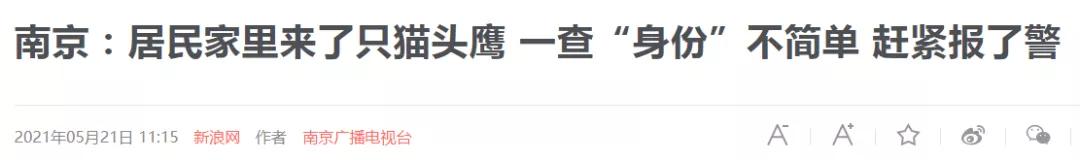 有多少南京人，获得过猫头鹰的祝福