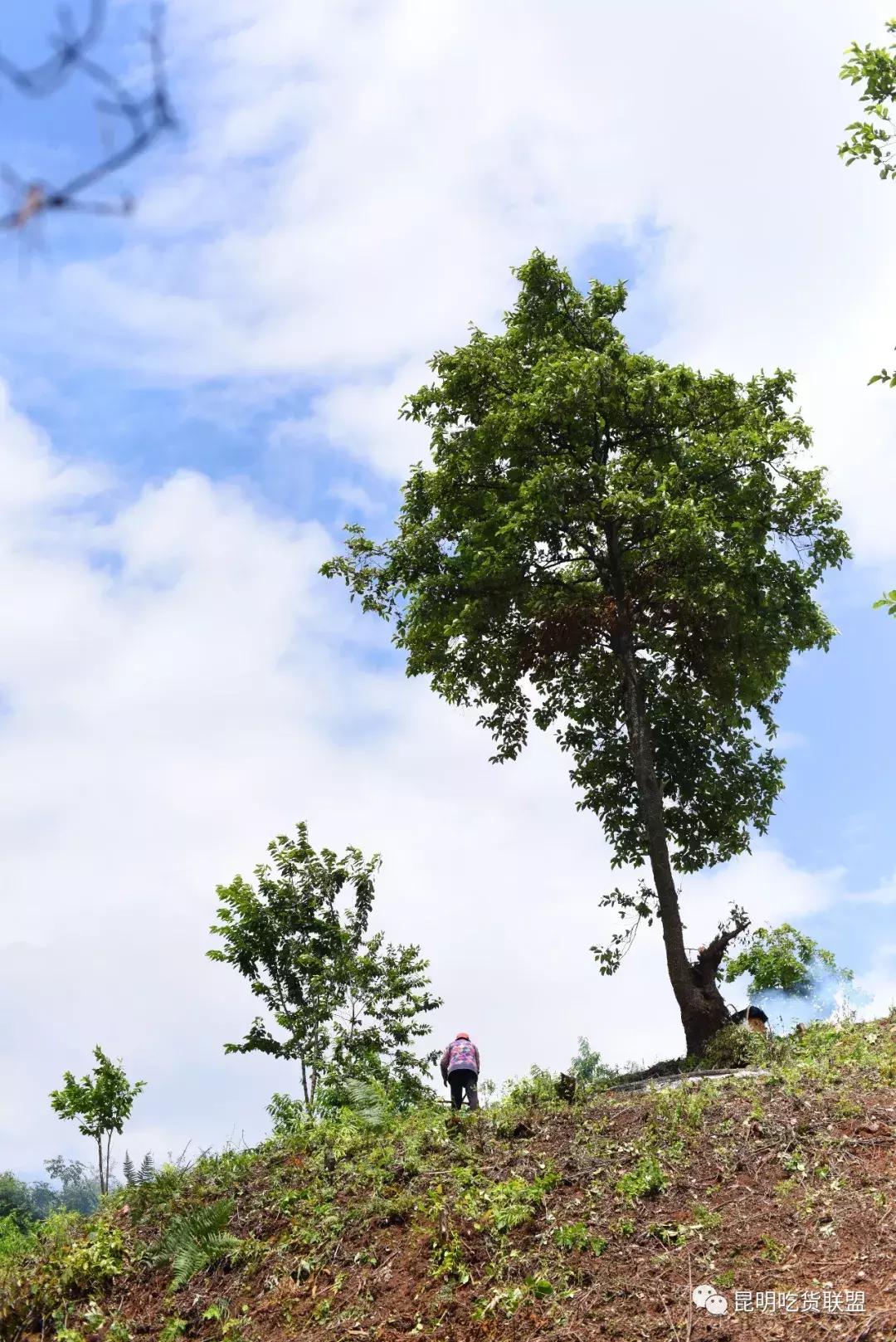 昆明采摘一日游,昆明采摘游