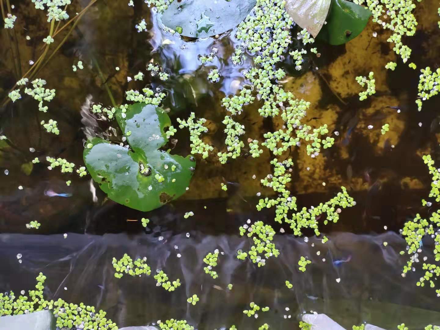 孔雀鱼一直全部待在水底没事吧,孔雀鱼有几条一直在水底下