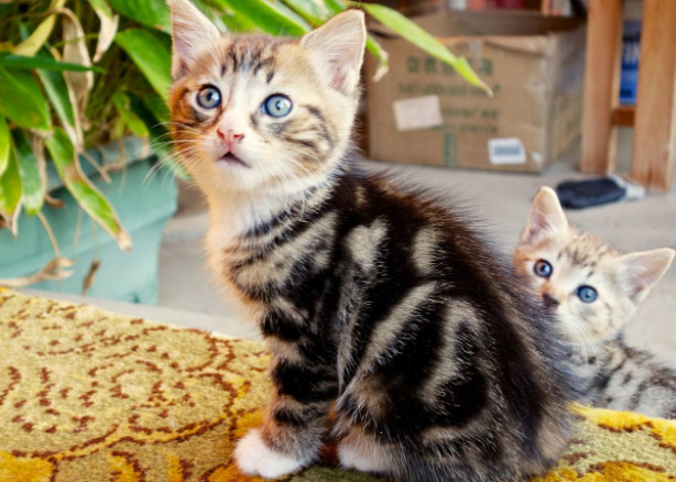 猫咪不是玩具,铲屎官一定要知道猫咪的求救信号