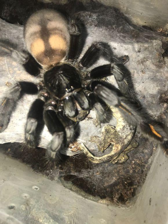 被过分*制抵**的爬宠，能不能存在于阳光之下？