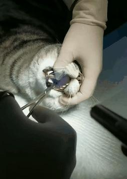 “我居然从猫屁股拽出了一根针！太可怕了！”