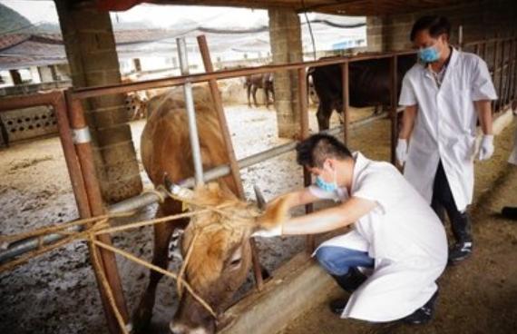 养牛不能忽略的几个问题,养牛人一定要警惕