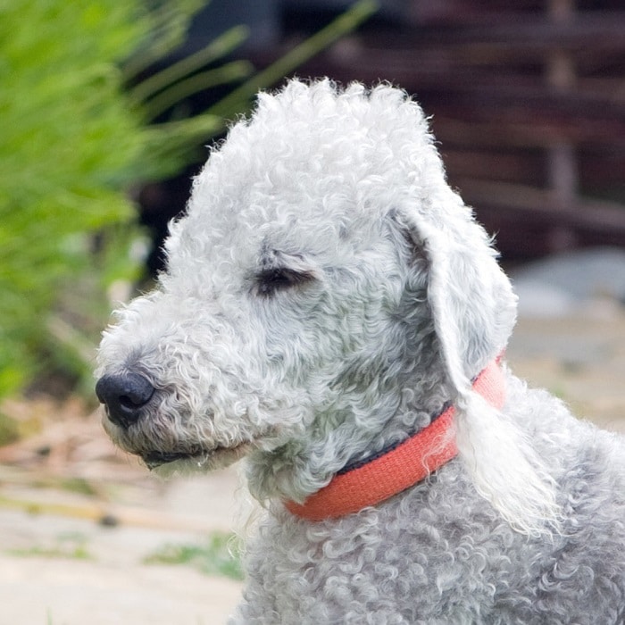 世界上最昂贵的犬,世界上十大最名贵的犬种附图