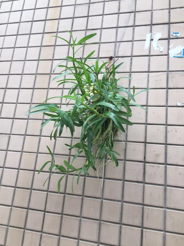 水质酸碱度变化对兰寿的影响,水质的多少对植物幼苗的影响